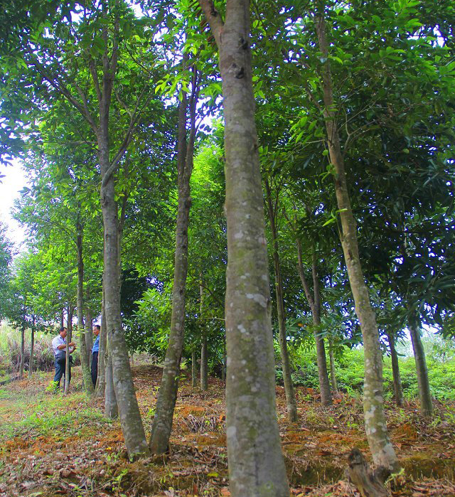 沉香树种植